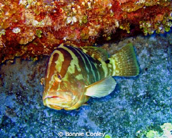 Grouper seen in Grand Bahamas May 2009.  Photo taken with... by Bonnie Conley 